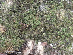 Eriotremex formosanus