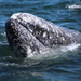 Grey Whales - Photo (c) Mo Singh, some rights reserved (CC BY-NC), uploaded by Mo Singh