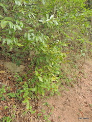 Ochna serrulata