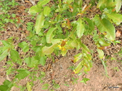 Ochna serrulata