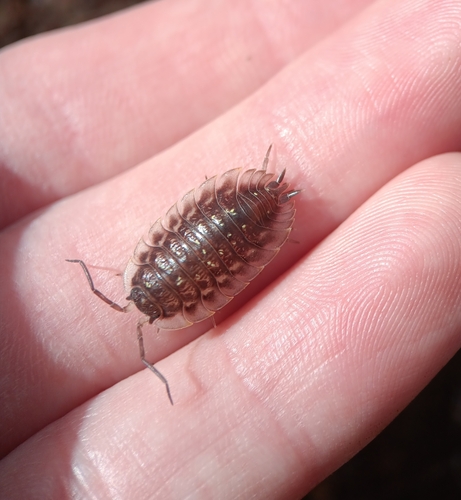 Common Shiny Woodlouse