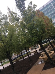 Acer rubrum