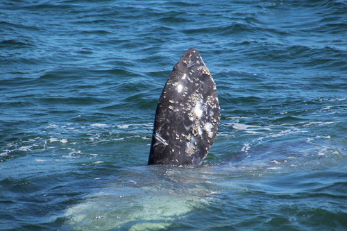 Grey Whale