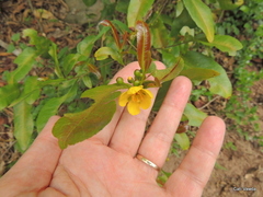 Ochna serrulata