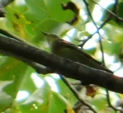 Vireo griseus