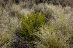 Halocarpus bidwillii