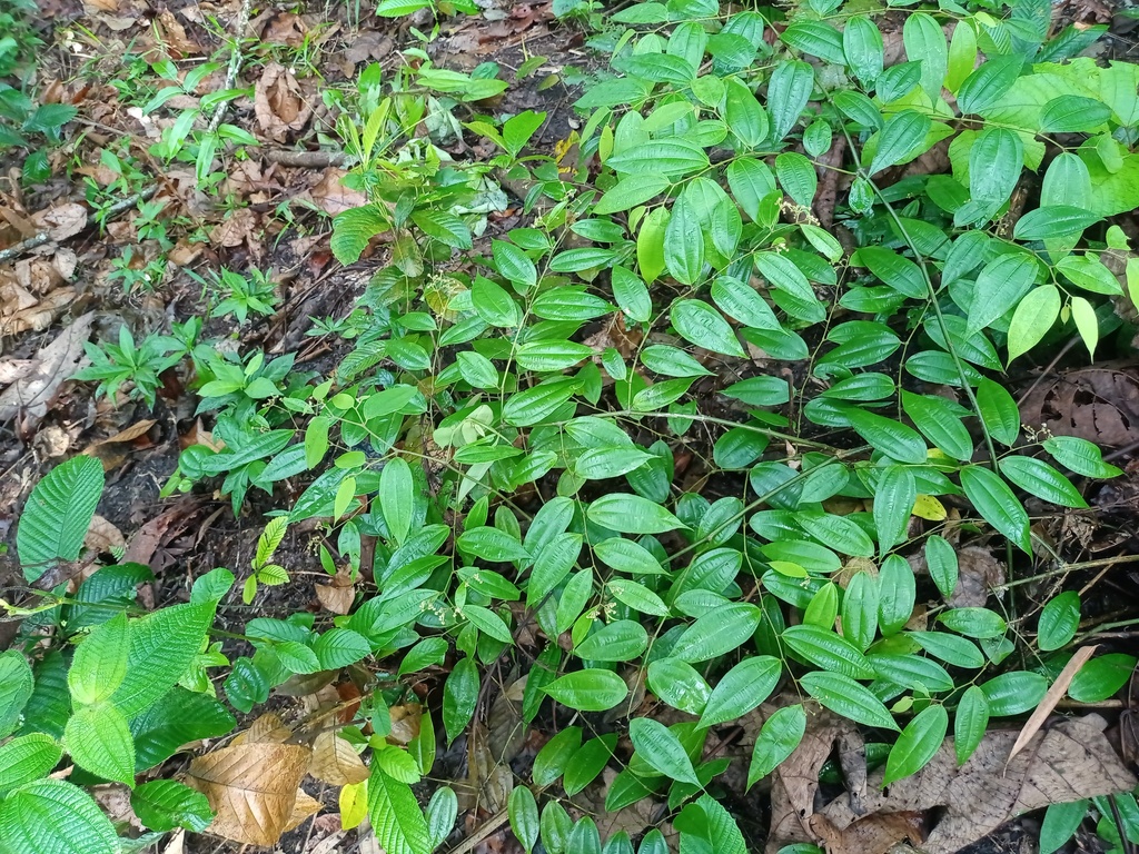 Thottea piperiformis