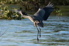 Ardea herodias herodias