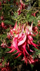 Clianthus puniceus