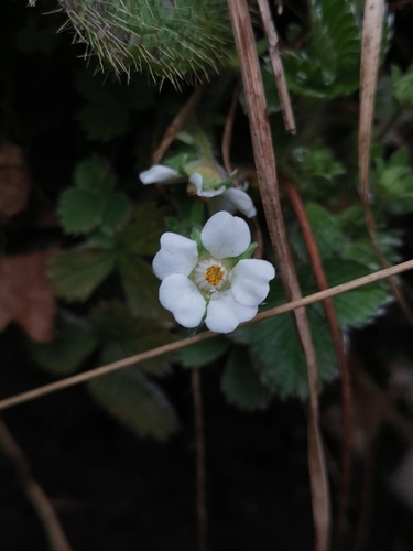 Image of Carniolan Cinquefoil (Potentilla carniolica) by (c) Ljaž, some rights reserved (CC BY)