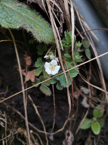 Image of Carniolan Cinquefoil (Potentilla carniolica) by (c) Ljaž, some rights reserved (CC BY)