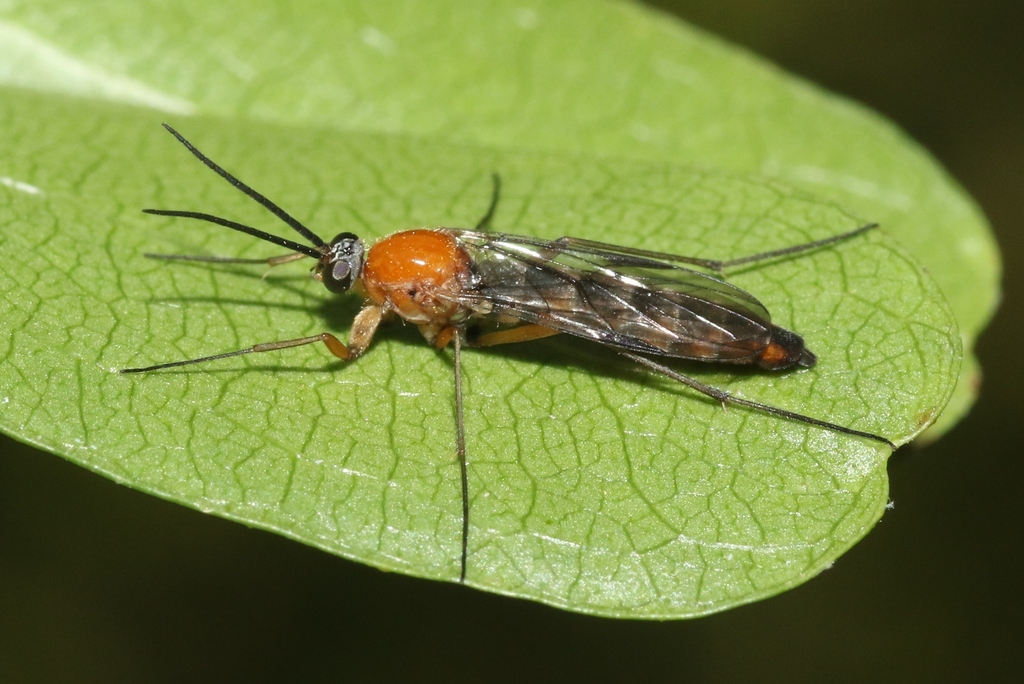 Olbiogaster