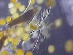 Spionidae
