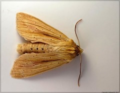 Ichneutica semivittata