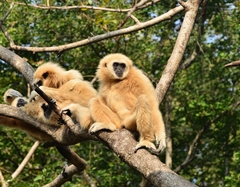 Lar Gibbon photo 3