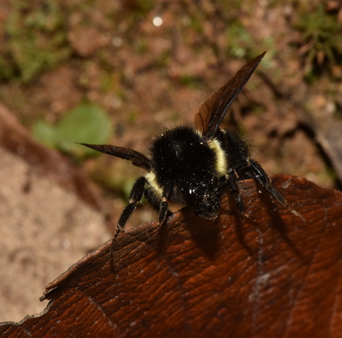 Mesoamerican Bumble Bee