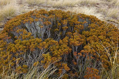 Halocarpus bidwillii