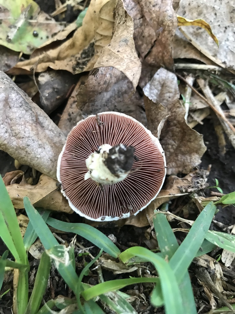 Agaricus campestris · March 2023 · photo: © tutitah (iNaturalist, cc0)