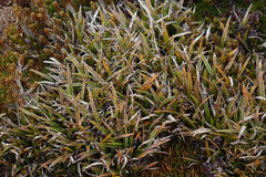 Astelia linearis