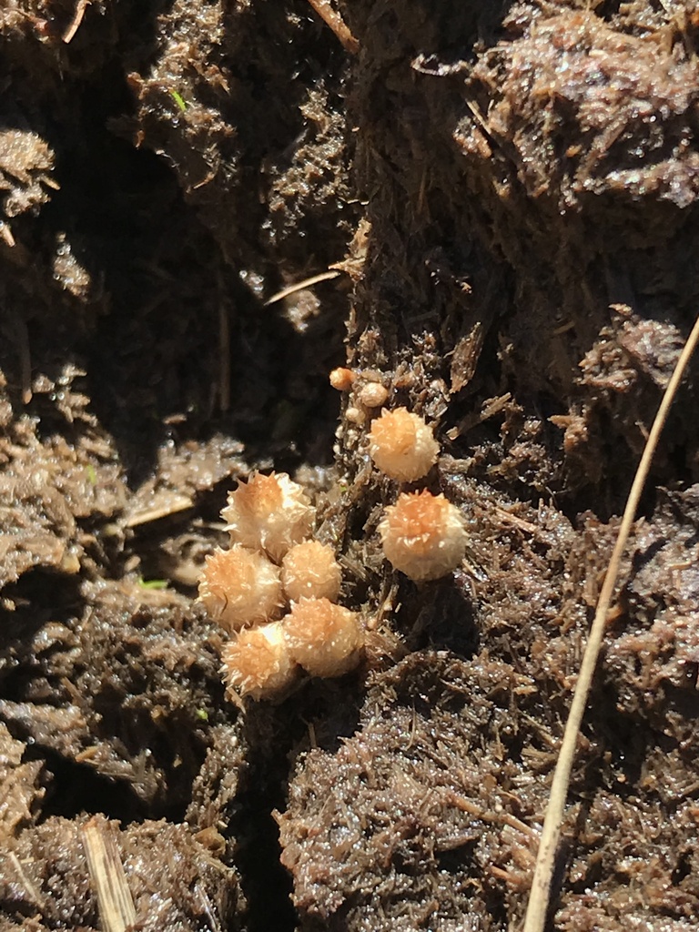Cyathus stercoreus
