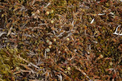 Dracophyllum prostratum