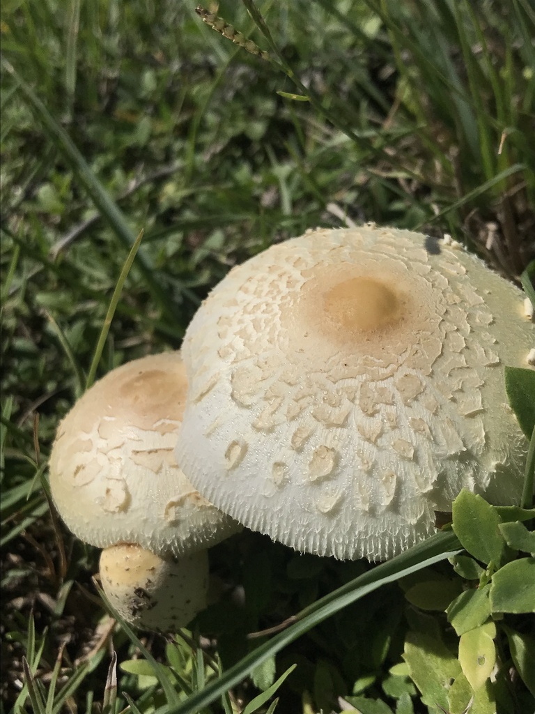 Chlorophyllum hortense · March 2023 · photo: © tutitah (iNaturalist, cc0)