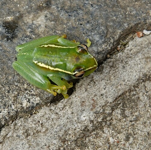 Lilian's Bright-eyed Frog, Boophis lilianae