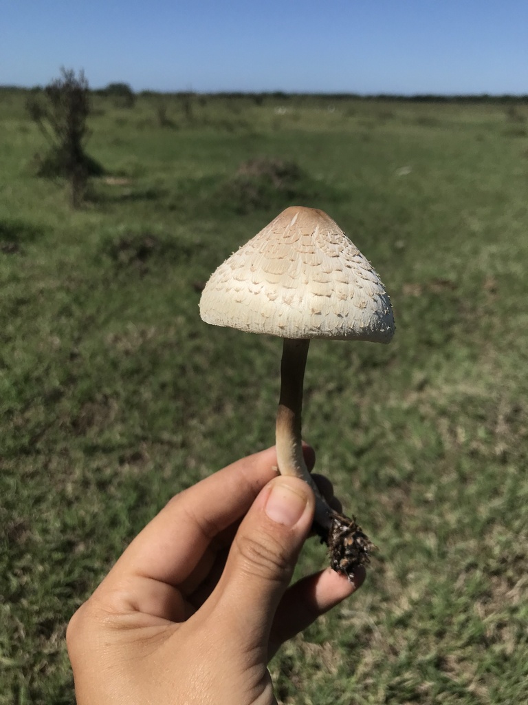 Chlorophyllum hortense · March 2023 · photo: © tutitah (iNaturalist, cc0)