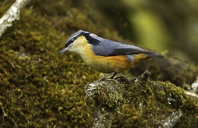 White-Tailed Nuthatch