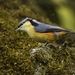 White-tailed Nuthatch - Photo (c) Francesco Veronesi, some rights reserved (CC BY-NC-SA)