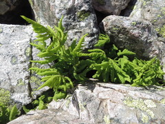 Gymnocarpium dryopteris
