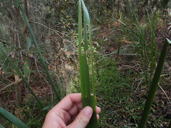 Zizaniopsis miliacea