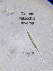 Nitzschia reversa
