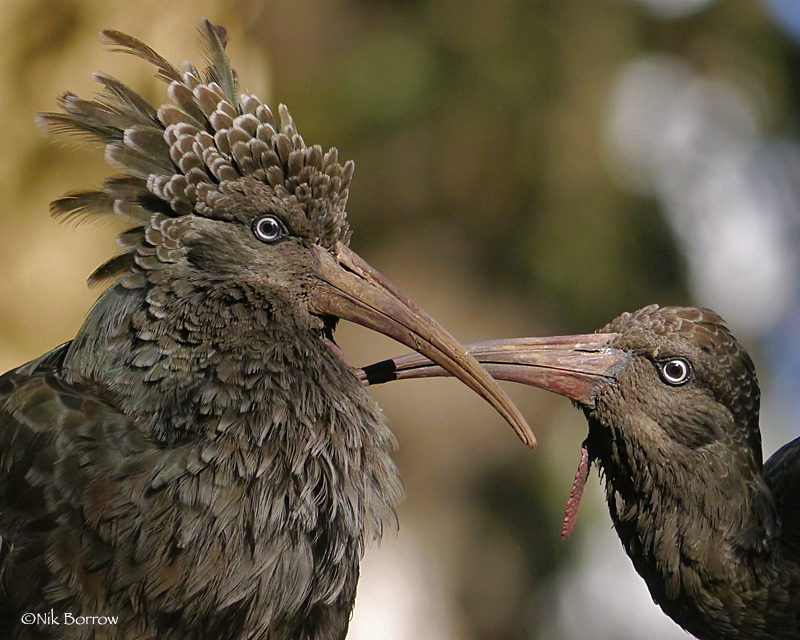 Wattled Ibis (Bostrychia carunculata) photo