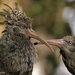 Ibis Carunculado - Photo (c) Nik Borrow, algunos derechos reservados (CC BY-NC)