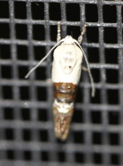 Hypertropha chlaenota