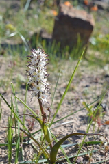 Wurmbea spicata