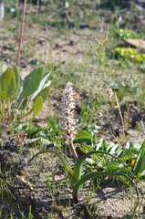 Wurmbea spicata