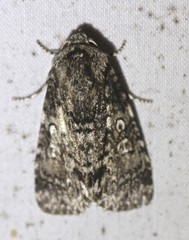 Turnerinycta phaeocosma