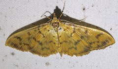 Patania balteata