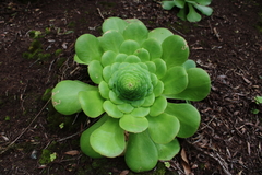 Aeonium canariense image