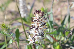 Wurmbea spicata