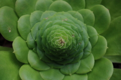 Aeonium canariense image