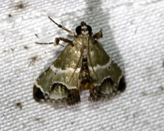 Arescoptera idiotypa