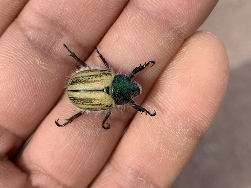 Punctate Little Bear Scarab Beetle photo 2