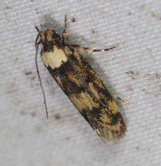 Sphyrelata nefanda