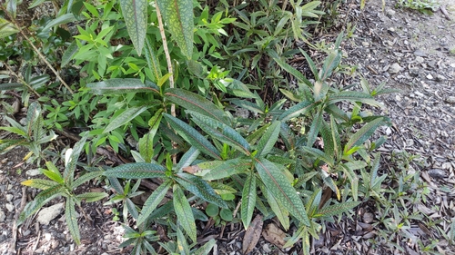 Coptosperma borbonicum, photograph 5