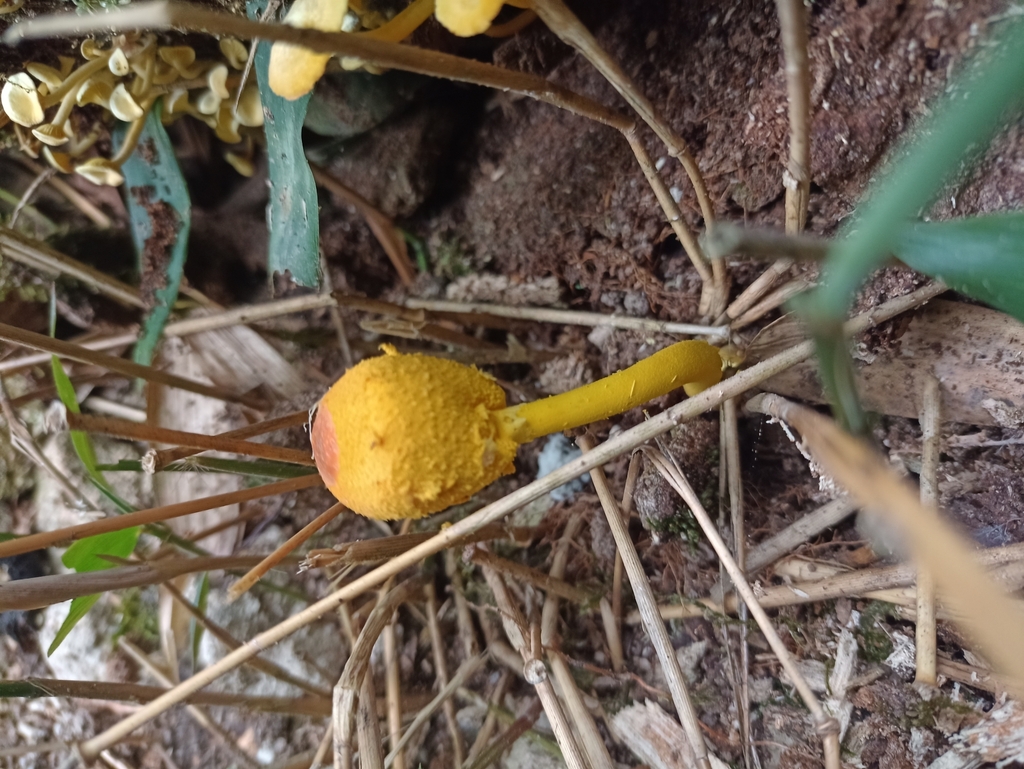 Leucocoprinus brunneoluteus · March 2023 · photo: © biomartita (iNaturalist, cc-by)