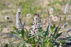 Wurmbea spicata
