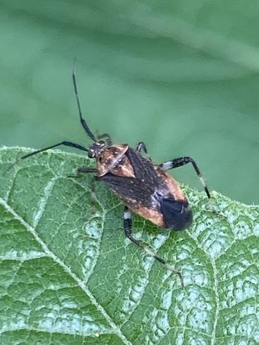 Taedia scrupea